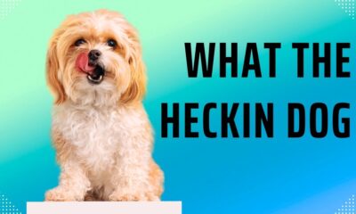 what the heckin dog