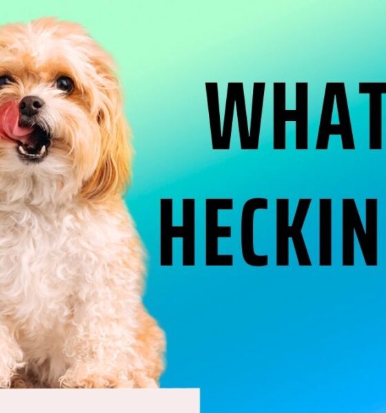 what the heckin dog